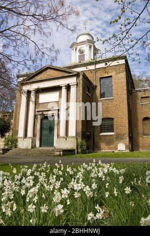 White flowering narcissus flowers - sometimes known as daffodils - in the churchyard of St Mary's Church in Paddington, Central London. Stock Photo