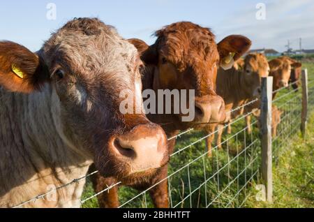 Close up nose of an Ayrshire cow face in a field, Kent England United Kingdom Stock Photo