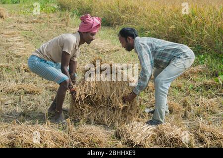 Indian man carrying harvested bundle of paddy on his head during the harvest, India Stock Photo