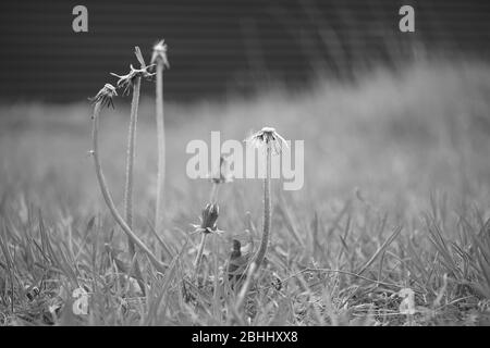 Old dandelions flowers growing in the spring garden. Black and white photo Stock Photo