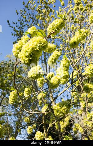 Lime-green blooms on a Golden Elm Tree Stock Photo