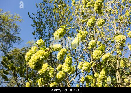 Lime-green blooms on a Golden Elm Tree Stock Photo