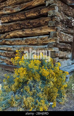 Old and abandoned log cabin in the old silver and cinnabar mining ghost town of Ione, Nevada, USA [No property release; available for editorial licens Stock Photo