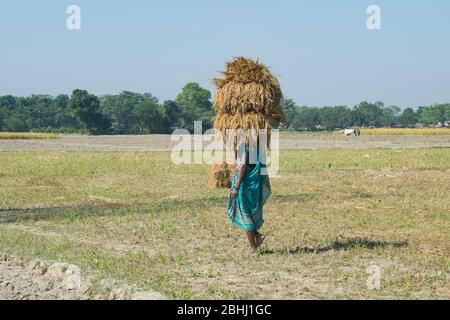 indian woman carrying harvested bundle of paddy on his head during the harvest.Bihar India Stock Photo