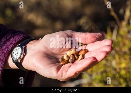 Pine nuts from Single-leaf Pinyon, Pinus monophylla, near the ghost town of Ione, Nevada, USA Stock Photo