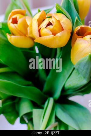 A bouquet of yellow tulips on table Stock Photo