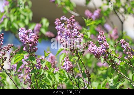Lilacs, Spring floral pattern Stock Photo