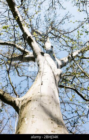 Plane tree top from a low angle Stock Photo