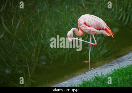 Chilean flamingo (Phoenicopterus chilensis) water bird standing on one leg and scratching its head in the pond, family: Phoenicopteridae Stock Photo