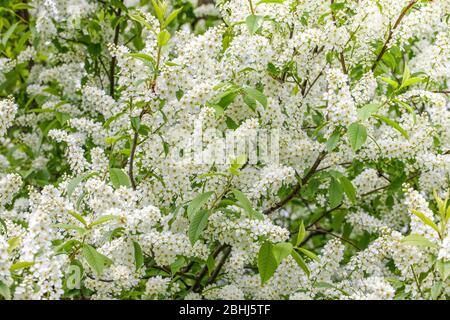 Blooming tree - white flowers of bird cherry. Stock Photo