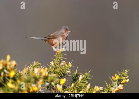 An adult female Dartford Warbler (Sylvia undata) perched on a gorse bush in England in Spring