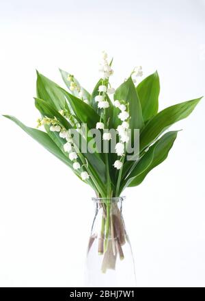 Lily of the Valley in a glass bottle. Convallaria majalis posy. Stock Photo