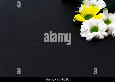 White and yellow daffodils on dark black background.  Stock Photo