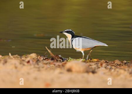 An adult Egyptian Plover (Pluvianus aegyptius) on the shore of a pool in the Gambia, west Africa Stock Photo