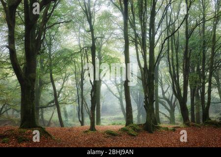 Misty woodland in early Autumn Stock Photo