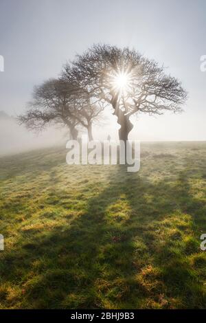 Sunlight streaming through early morning mist, Cornwall Stock Photo