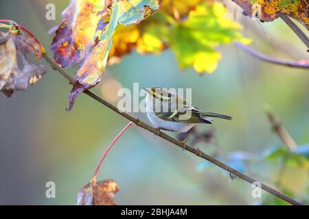 A Pallas's Leaf Warbler or Pallas's Warbler (Phylloscopus proregulus) on the coast of Essex in November Stock Photo