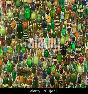 Display of Beetles at the Montreal Insectarium, Montreal, Quebec, Canada Stock Photo