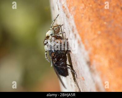 Zebra spider eating fly Stock Photo