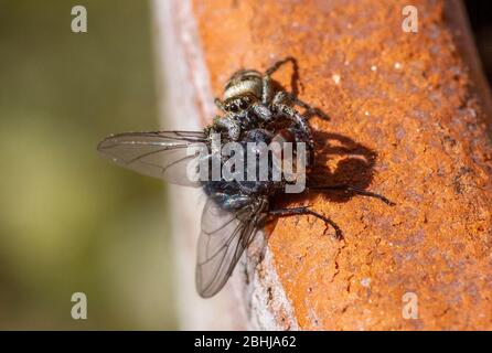 Zebra spider eating fly Stock Photo