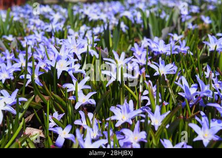 Glory-of-the-snow (Scilla lucille) beat the daffodils, crocus & tulips ...