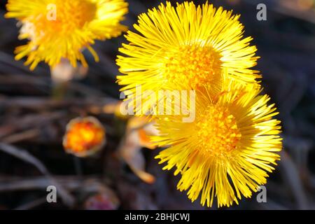 Close-up of bright yellow coltsfoot flowers (tussilago farfara) in the Norwegian early spring Stock Photo