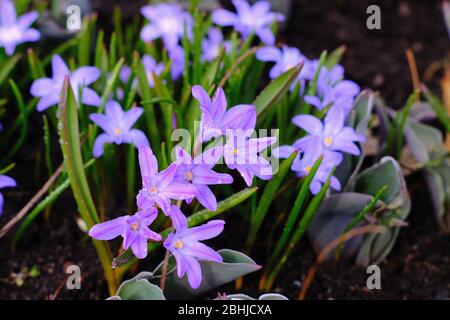 Glory-of-the-snow (Scilla lucille) beat the daffodils, crocus & tulips ...