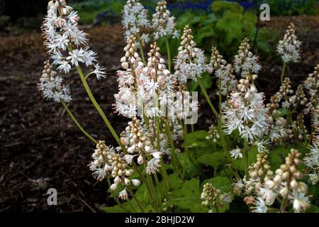 Tiarella cordifolia or heartleaf foamflower on a cloudy day. It is a species of flowering plant in the saxifrage family and is native to North America Stock Photo