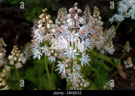 Tiarella cordifolia or heartleaf foamflower on a cloudy day. It is a species of flowering plant in the saxifrage family and is native to North America Stock Photo