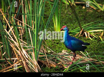 purple swamphen also called as Western swamphen hunting on marshland. Colorful Purple Swamphen with big foot and long fingers walking and feeding on t Stock Photo