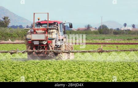 Fumigation of tractor in lettuce field. Spraying insecticide, insecticides, pesticides in agricultural countryside. Pesticides and insecticides on agr Stock Photo