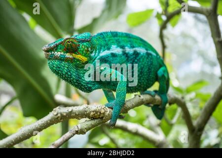 Panther chameleon of Madagascar Stock Photo