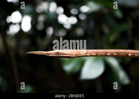 The Malagasy leaf-nosed snake (Langaha madagascariensis). Stock Photo