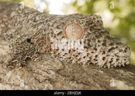 Mossy Leaf Tailed Gecko (Uroplatus Sikorae) Stock Photo