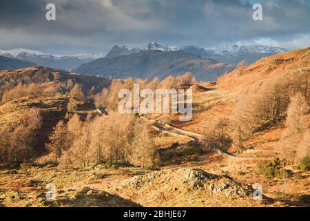 View from Torver Intake above Tarn Hows towards Great Langdale, Lake District, UK Stock Photo