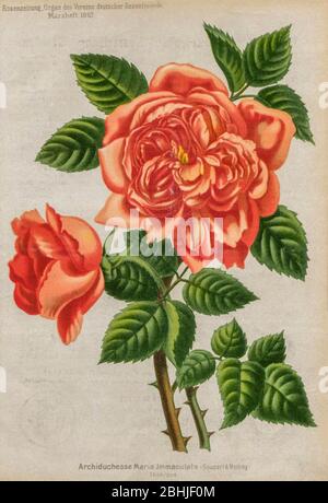 Hand painted and coloured Bouquet of Orange (Salmon) roses 1887 from Rosen-Zeitung, Organ des Vereins Deutscher Rosenfreunde, 1887 [Periodical of the German Rose Society (Vereins Deutscher Rosenfreunde)] by C. P. Strassheim Stock Photo