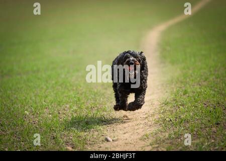 A Black Male Cockapoo dog running down a dusty track in the countryside. Stock Photo