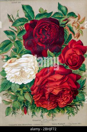 Hand painted and coloured Bouquet of Red and white roses 1887 from Rosen-Zeitung, Organ des Vereins Deutscher Rosenfreunde, 1887 [Periodical of the German Rose Society (Vereins Deutscher Rosenfreunde)] by C. P. Strassheim Stock Photo