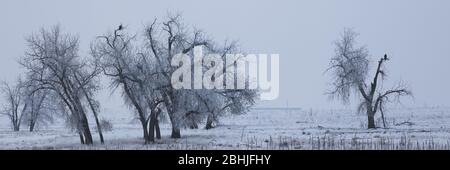 Bald eagle sitting in a tree on a snowy, bleak  winter day on the Great Plains of Colorado Stock Photo
