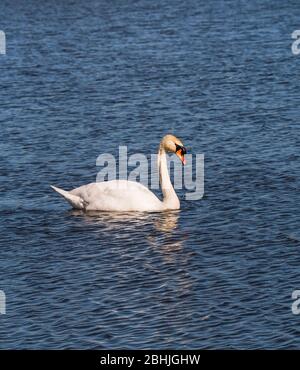 A single mute swan, Cygnus olor, on a summy Uk day with copy space Stock Photo