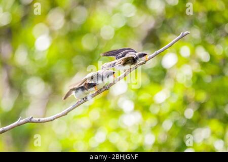 Tree Swallow - Tachycineta bicolor -, Potter Marsh, Anchorage coastal wildlife refuge, Anchorage, Alaska, U.S.A. Stock Photo