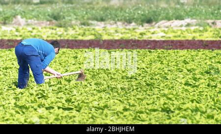 Farmworker shoveling or hoeing soil with a hoe in a lettuce plantation agricultural field in Spain. Stock Photo