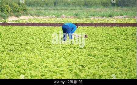 Farmworker shoveling or hoeing soil with a hoe in a lettuce plantation agricultural field in Spain. Stock Photo