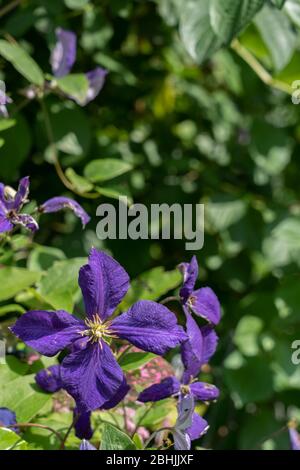 Beautiful dark purple flower with green leaves in sunny garden. Clematis Jackmanii is a large-flowered clematises of gardens climbing on fence, arbor, Stock Photo