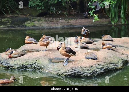 Various exotic ducks (White-faced and Fulvous Whistling ducks and a Cape Shovellor) in the Birds of Eden free flight sanctuary, South Africa, Africa. Stock Photo