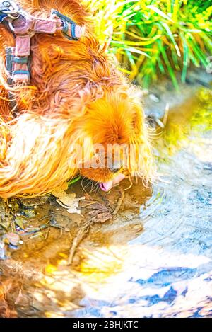 Dog drinks water from the stream Stock Photo