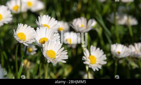 White daisies in grass in springtime Stock Photo