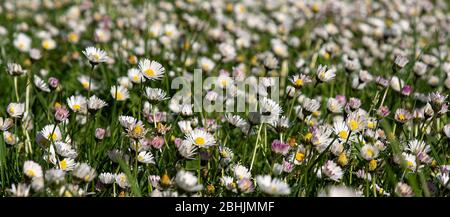White daisies in grass in springtime Stock Photo