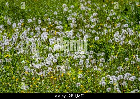 Dandelion clocks in spring meadow, Ariege, South of France, France, French Pyrenees, Pyrenees Stock Photo