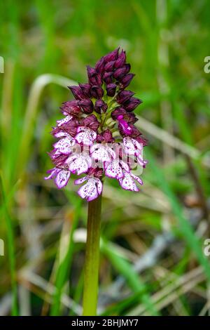 Purple lady orchid growing in meadow, Ariege, South of France, France, French Pyrenees, Pyrenees Stock Photo